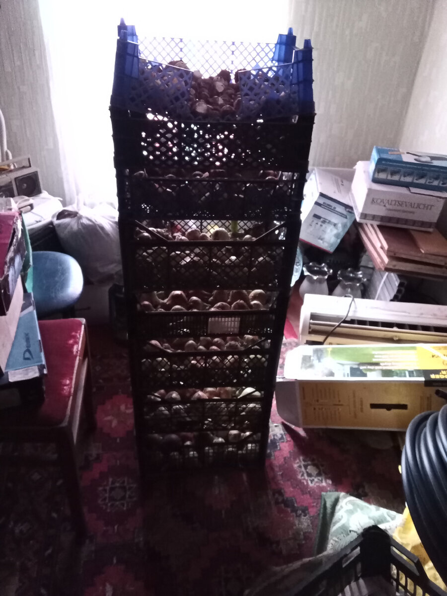 А это лук и чеснок в сушке 