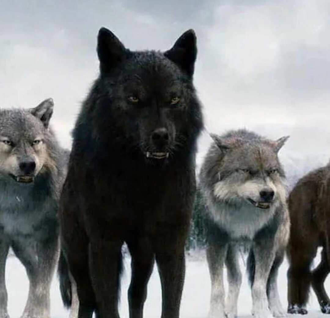Волки, фото @wolf_med