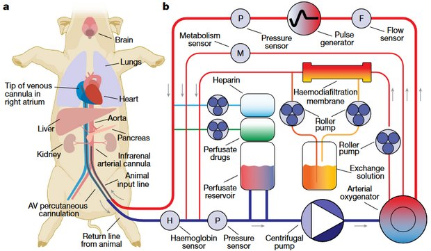 Устройство OrganEx
David Andrijevic et al. / Nature, 2022