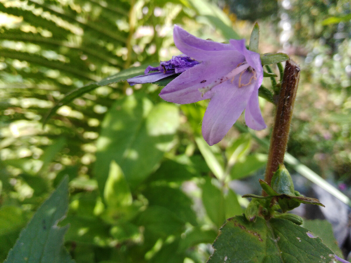 Зацвел повторно обрезанный колокольчик персиколистный