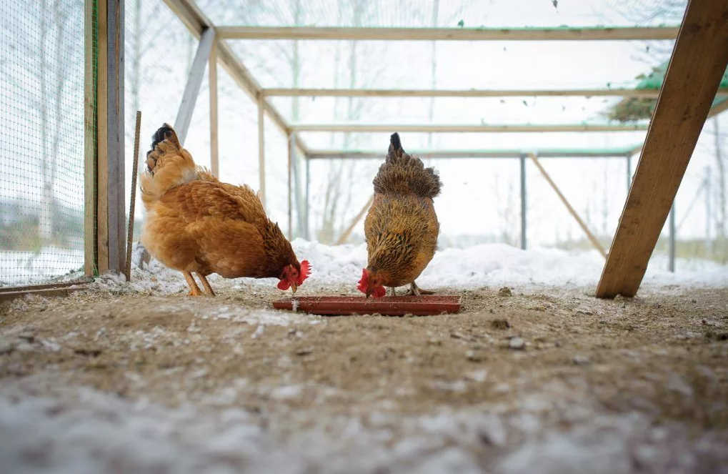 Зимой добавьте к обычному рациону травяную и хвойную муку. Вы обогатите рацион кур витаминами. Незаменим масляный раствор витамина А и Е. Полезен рыбий жир из расчета 1г на голову. Обязательно купите жирорастворимый концентрат витамина D2 или D3. Минимум солнечного света ослабляет кости, мешает созреванию крепкой скорлупы. Витамины группы D позволят избежать неприятных симптомов, дефицита кальция и фосфора. Строго следуйте инструкции и не превышайте количество витаминов на 1 кг корма. 

Сочные корма Развесьте на стенах курятника листья капусты или свекольную ботву. Давайте большее сочного корма. Полезны: кусочки тыквы, свеклы, брюквы, моркови. Картофель Зимой увеличивают количество вареного картофеля. На 1 голову его потребуется до 100г. Крахмал, содержащийся в картофеле, после употребления начинает превращаться в глюкозу и обеспечивает организм энергией. Влажная мешанка В зимний период готовьте мешанку на обрате или теплой воде. На 1 голову потребуется 65г зерна, 7г травяной муки, 10г мучных отходов, 100г вареного картофеля, 6 минеральных кормов.

Примерный рацион для кур яичных пород на зиму: зерновые – 55г; вареный картофель – 100г; мокрая мешанка – 30г; жмых, шрот – 7г; простокваша – 100г; костная мука, мясные отходы – 2г; молотые ракушки или мел – 3г; травяная, сенная или хвойная мука – 5г; поваренная соль – 0,5г. В зимнем рационе несушек мясных пород есть небольшие отличия. Злаков понадобится 60г, травяной муки 10г, зерно-бобовых и жмыха нужно на 1г больше на каждую птицу. Как и летом, в кормушках должен быть мелкий гравий. Обязательно давайте курам древесную золу. Ее следует очистить от угля и примесей. Не скармливайте курам золу травяных растений. 