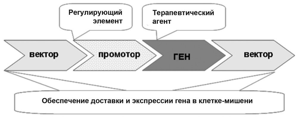 Рисунок из: Безбородова О.А., Немцова Е.Р., Якубовская Р.И., Каприн А.Д. «Генная терапия — новое направление в медицине»