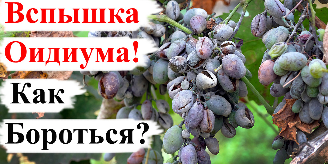 Вспышка ОИДИУМА на ВИНОГРАДЕ! Что ДЕЛАТЬ?