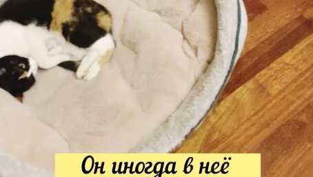 Поменялись лежанками 🙄 Опять старую собаку выгнали 😼