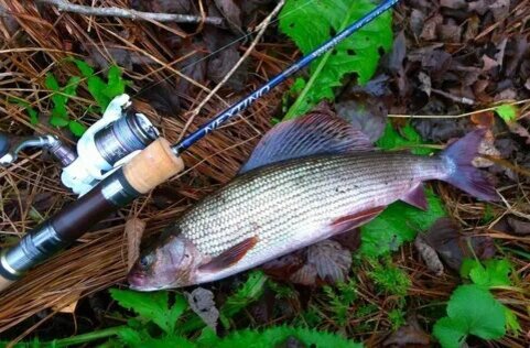 Фото с сайта: https://avatars.mds.yandex.net