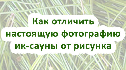 Фейковые изображения ик-саун. Как отличить настоящее фото от рисунка