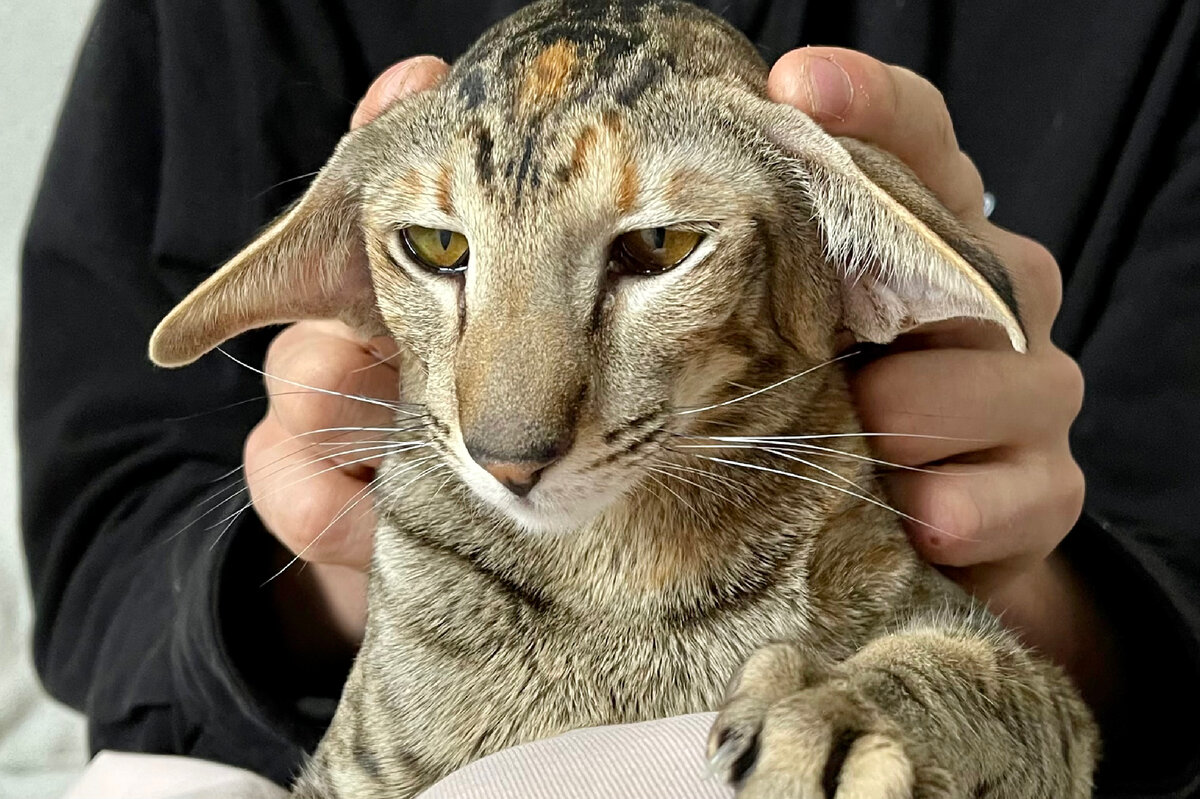 Уход за питомцем сводится к периодическому вычесыванию остевого волоса мягкой щеткой. Представители породы лишены выраженного подшерстка. В результате выпадение шерсти очень незначительно.Это точно про нас?