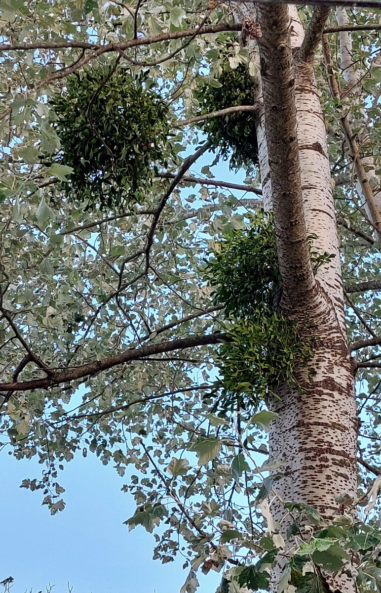 Омела белая на тополе белом. Фото Кадыровой Л.Р.