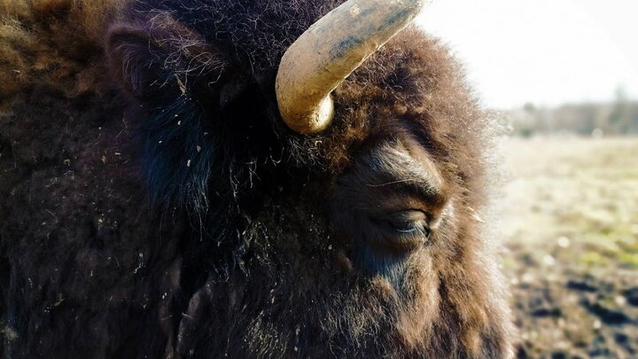 ФОТО: КСЕНИЯ ДУДАРЕВА/ЦАРЬГРАД