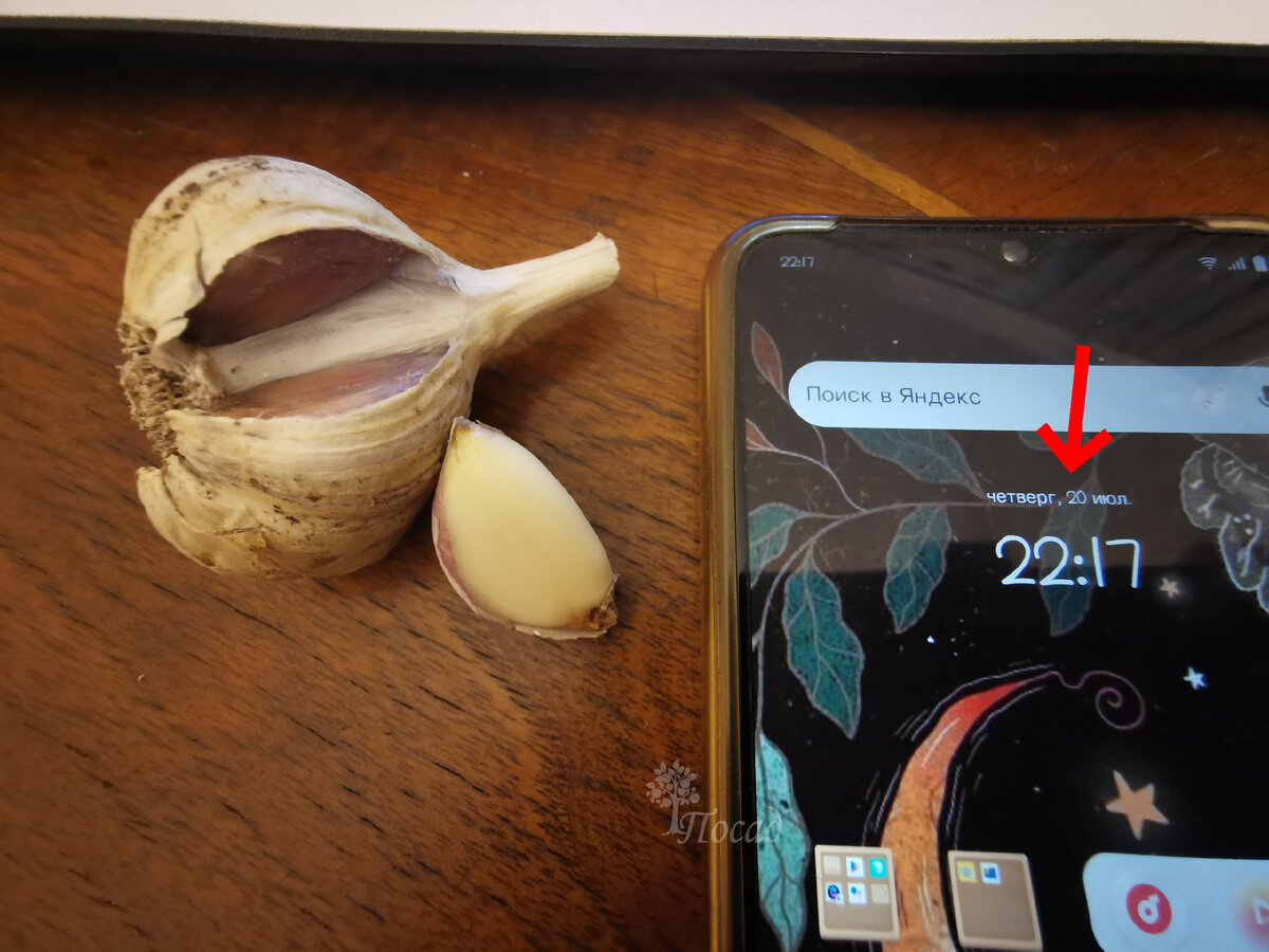 Мой чеснок действительно хранится до нового урожая. Многие читатели сомневаются в том, что такое возможно. Специально ради них сделала фотографию с календарём. Чеснок хранится и дольше, но после того, как выкапываем молодой чеснок, старый выбрасываем.