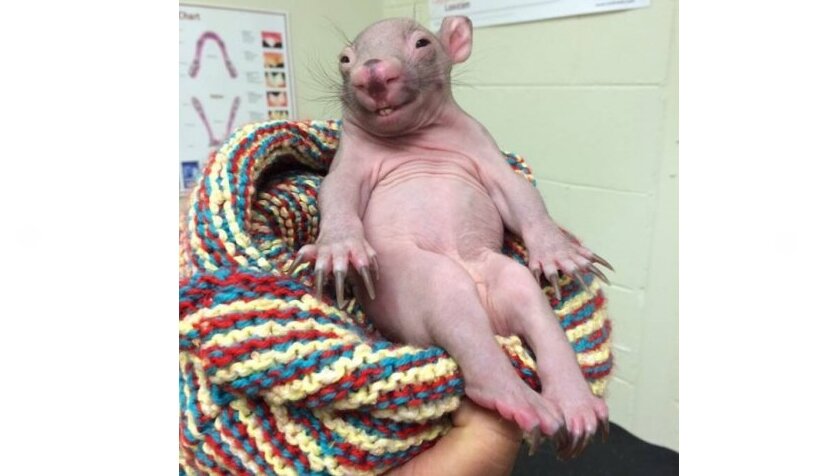 источник  wp-content