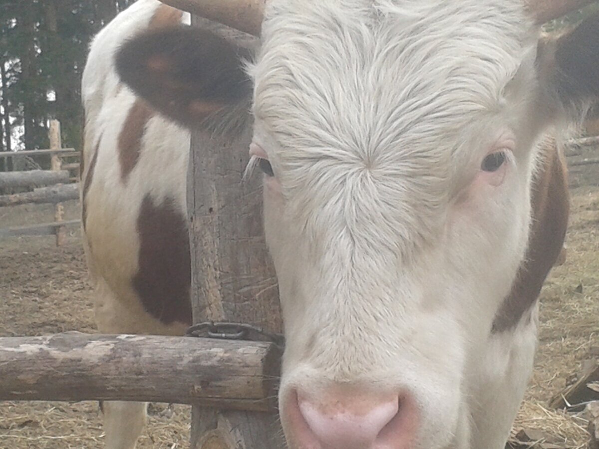 Виновник гешефта.