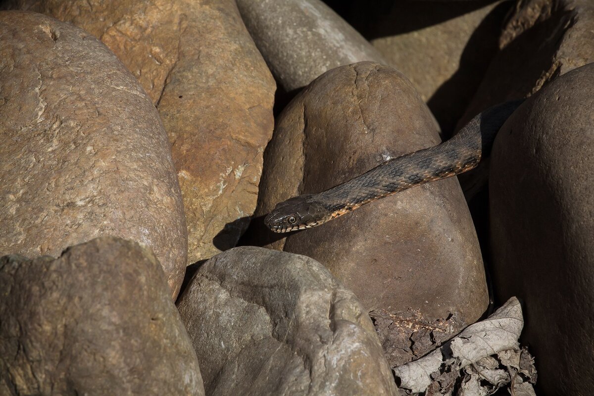 Водяной уж (Natrix tessellata). Фото: Станислава Войцеховская. Снято в Краснодаре
