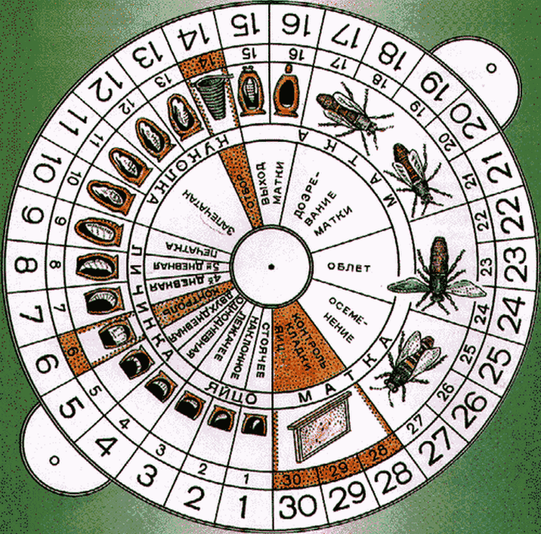 Точность вежливость королей. Календарь вывода пчелиных маток. | Записки  Пчеломаньяка | Дзен