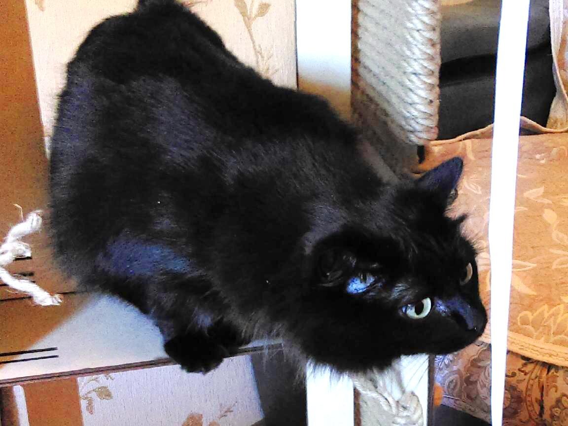 Кто пил из моей миски и теперь должен мне?