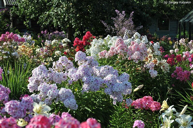 Сад Оксаны Кудрявцевой