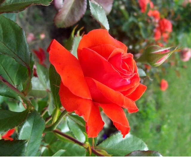 Роза Санблест: особенности и характеристика сорта