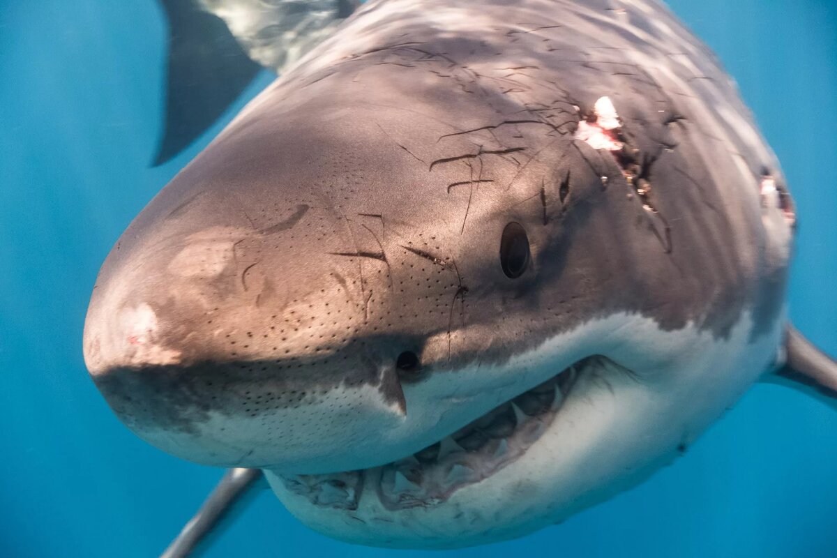 Детеныш белой акулы фото