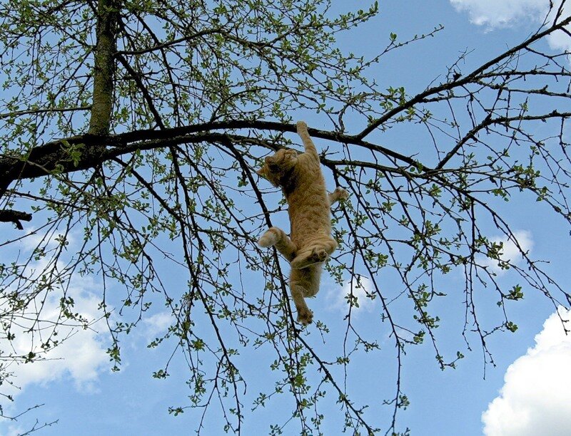 Сижу на березе. Котик висит на дереве. Кошки на дереве. Кот падает с дерева. Кошки лазают по деревьям.