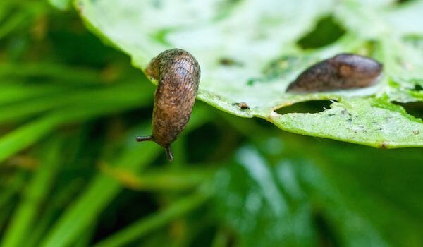 Фото: https://fermoved.ru/wp-content/uploads/2018/03/slizni-kak-borotsya.jpg