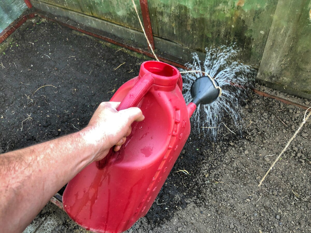 По вашему совету посеял в парниках на даче горчицу | Дмитрий Поминов | Дзен