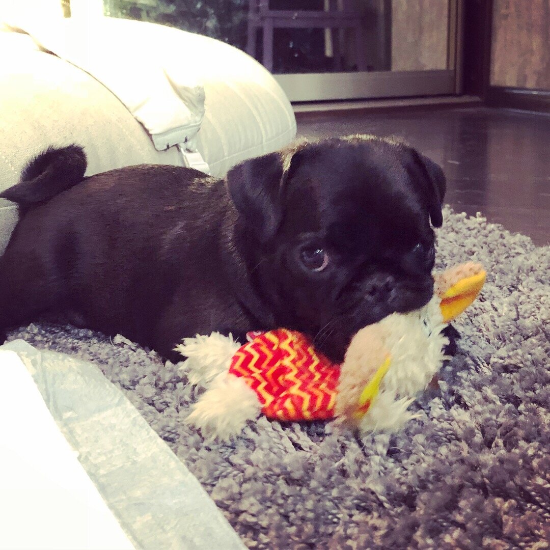 Яше 2 месяца