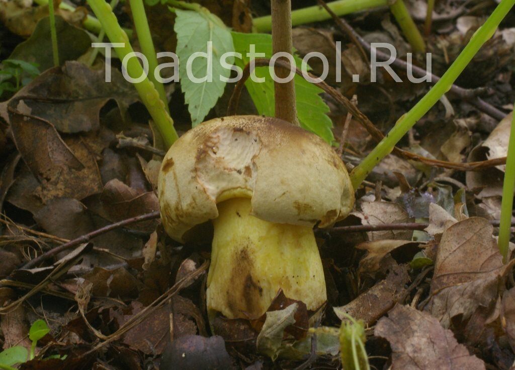 Молодой полубелый больше напоминает какой-то дубовик (фото И.Лебединского)