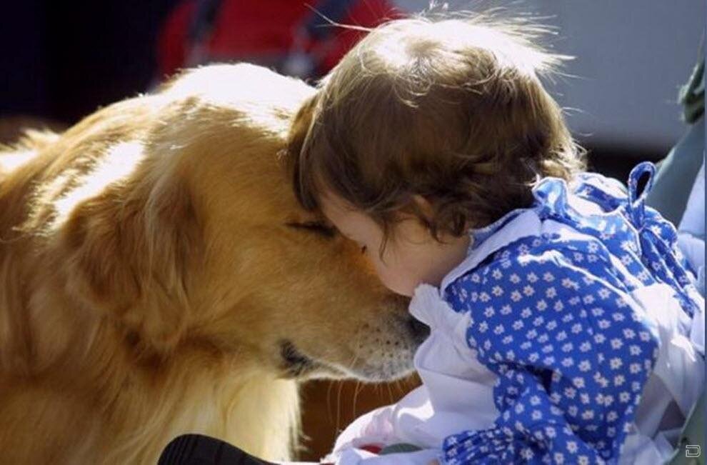 Верность пса. Для детей. Животные. Люди и животные. Любовь детей к животным. Любовь собаки к человеку.