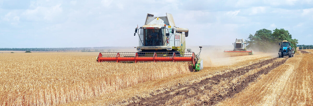 Жатва. фото Евгения ИВАНОВА «БВ»