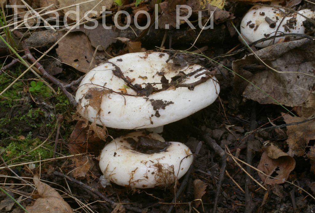 Совсем юный, но уже "многоэтажный" осиновый груздь (фото И.Лебединского)