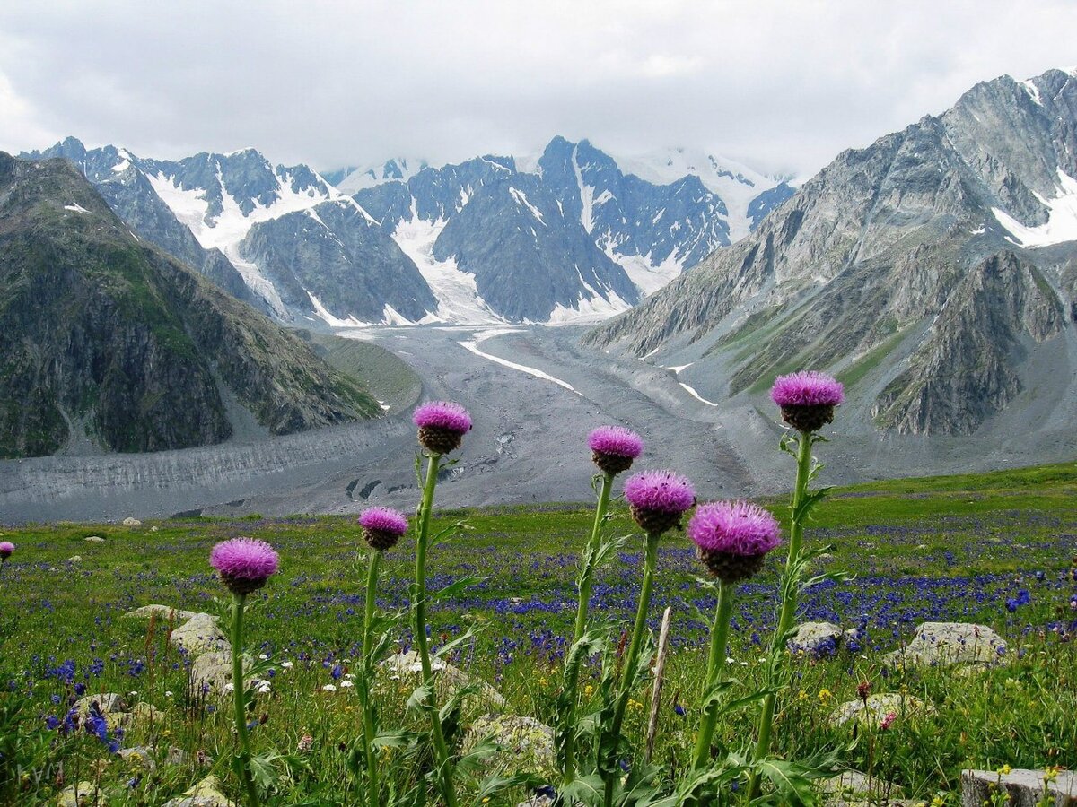 Какие цветы растут на алтае фото