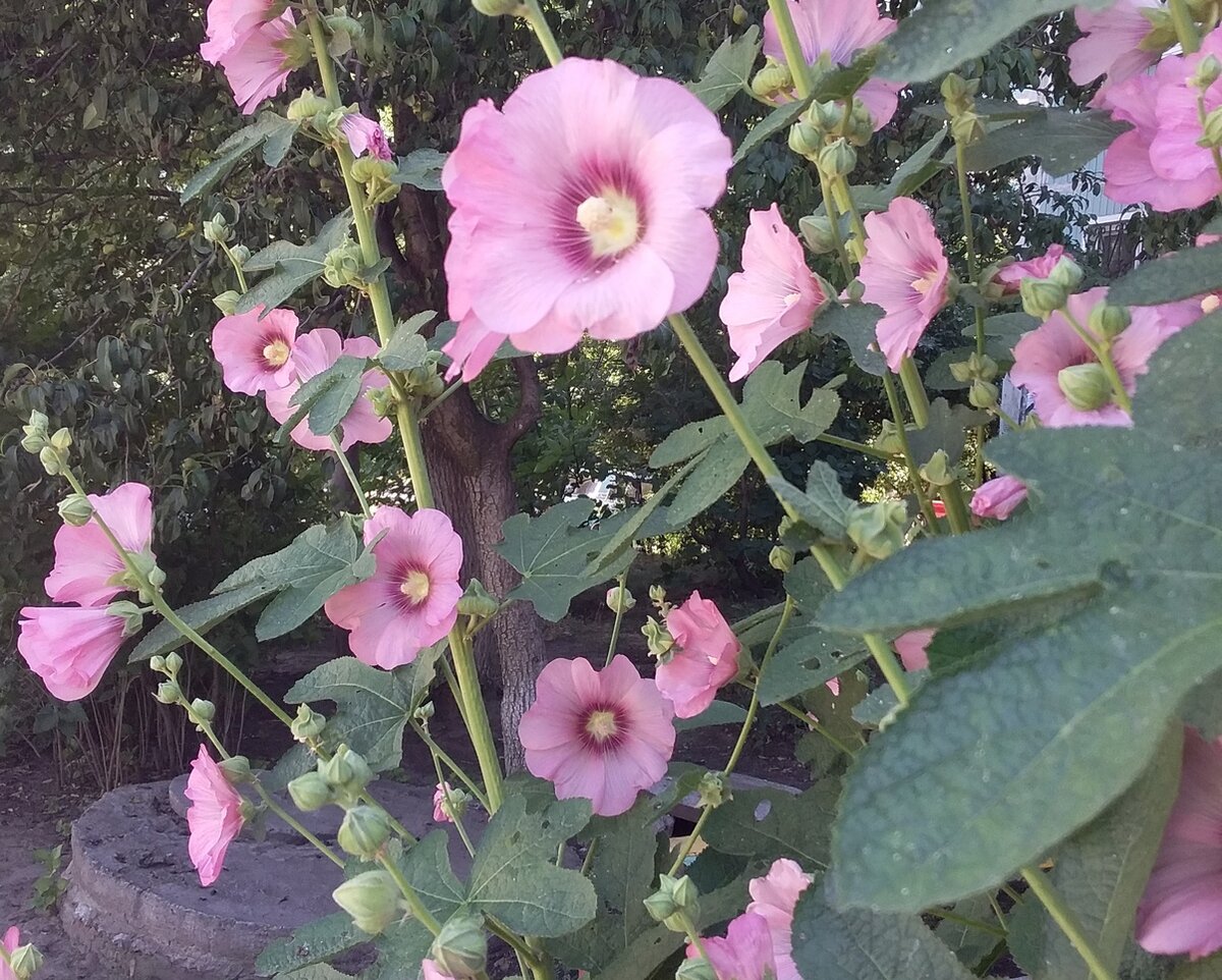 Розовая шток-роза