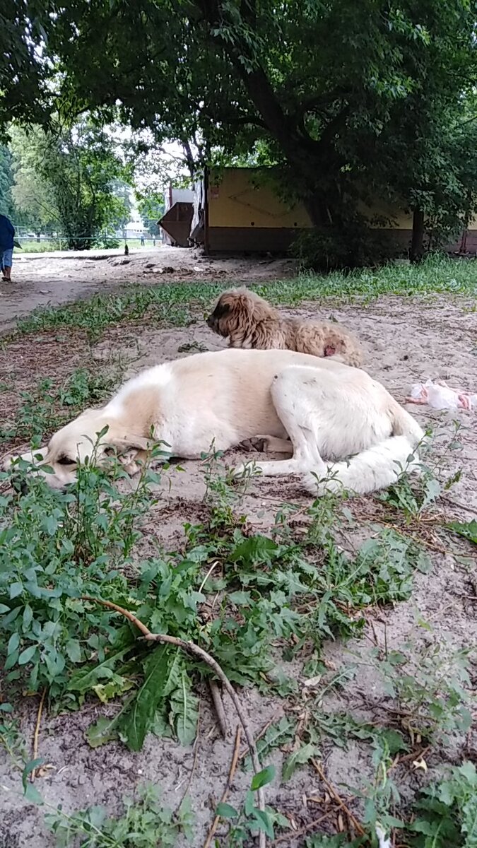Тиша и Миша в худшие времена