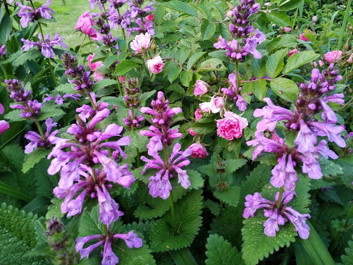 Буквица (Betonica grandiflora)