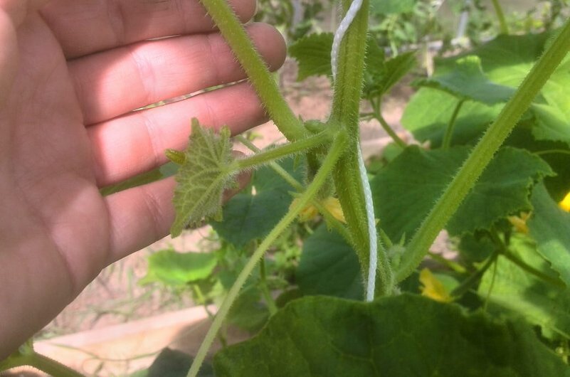 У куста огурцов растет боковой побег.