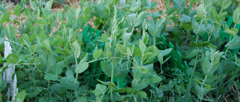 Горох очень полезен для здоровья