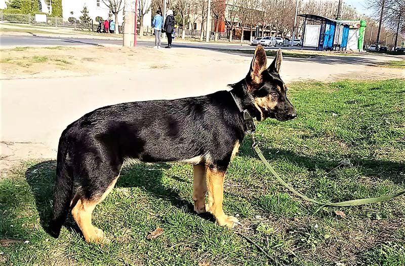 Кейси полгода