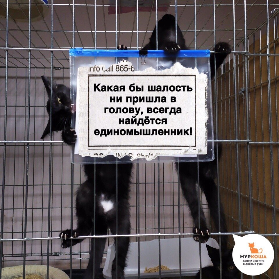 Котята Бачата и Лезгинка все еще ждут единомышленников в приюте.