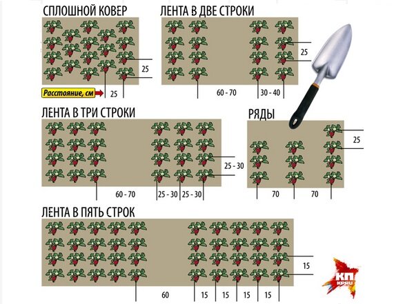 Схема посадки клубники, выбор места и повы для посадки, фото