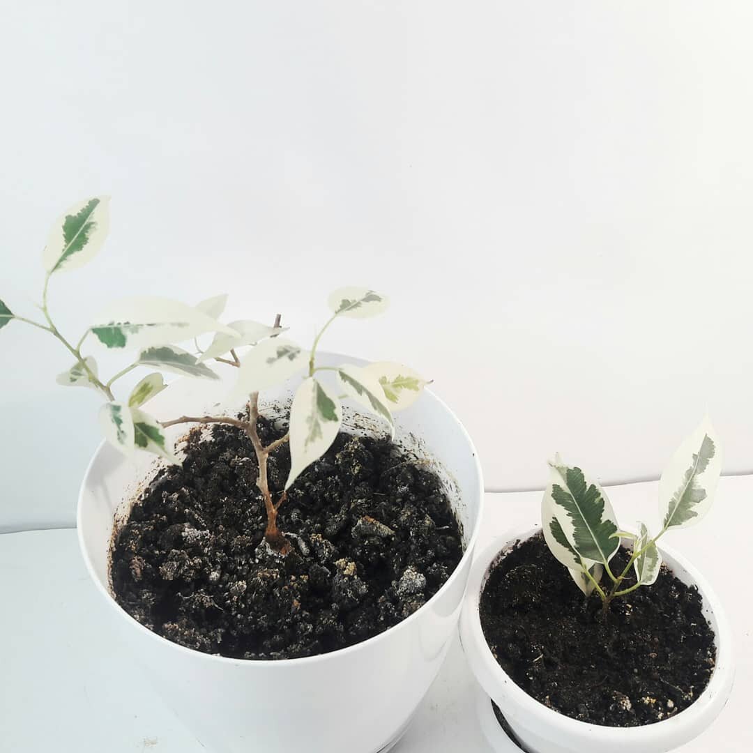 Фикусы бенджамина