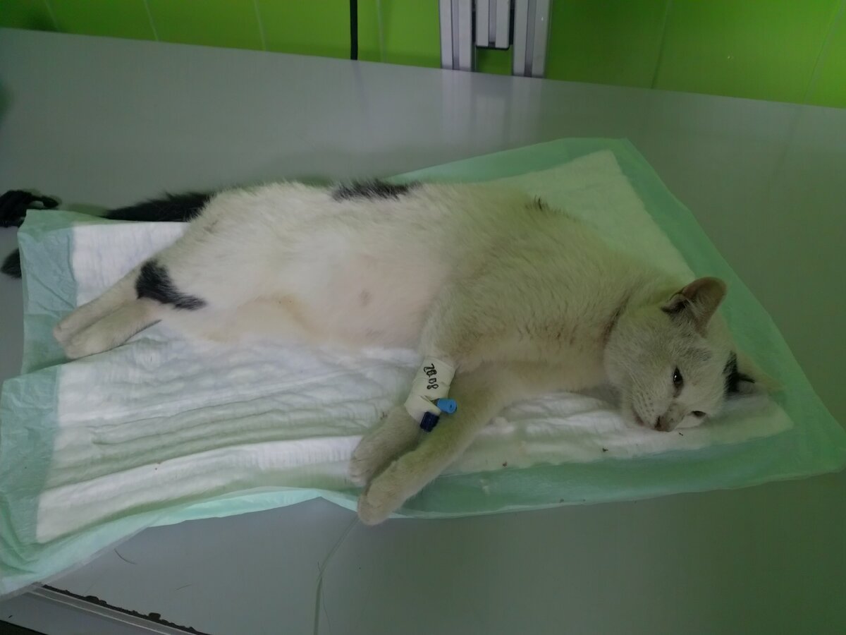 Кошка после стерилизации прыгает на диван