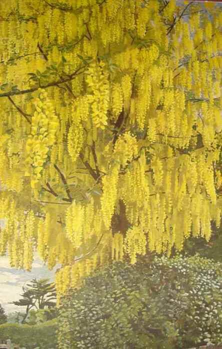 Laburnum
