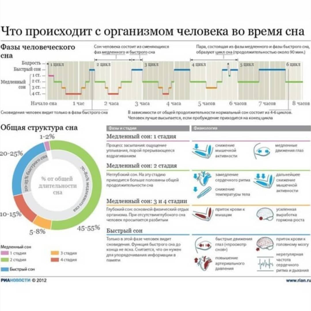 Одна из самых наглядных схем показывающих сон человека от РИА новости 