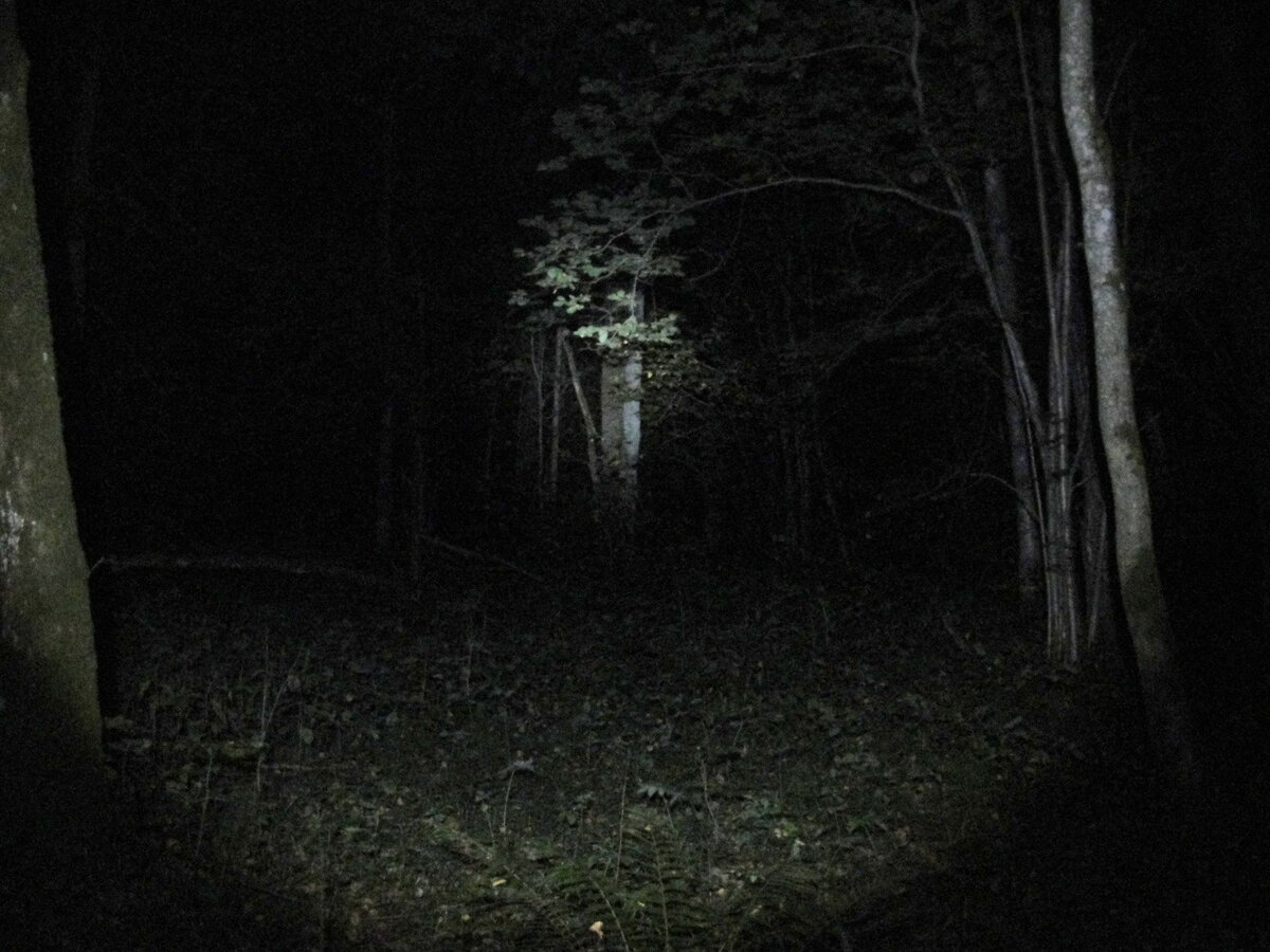 фанфик желтые глаза в темноте леса премьер фото 24
