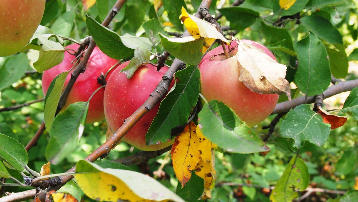 Фото автора. Яблоки из нашего сада.