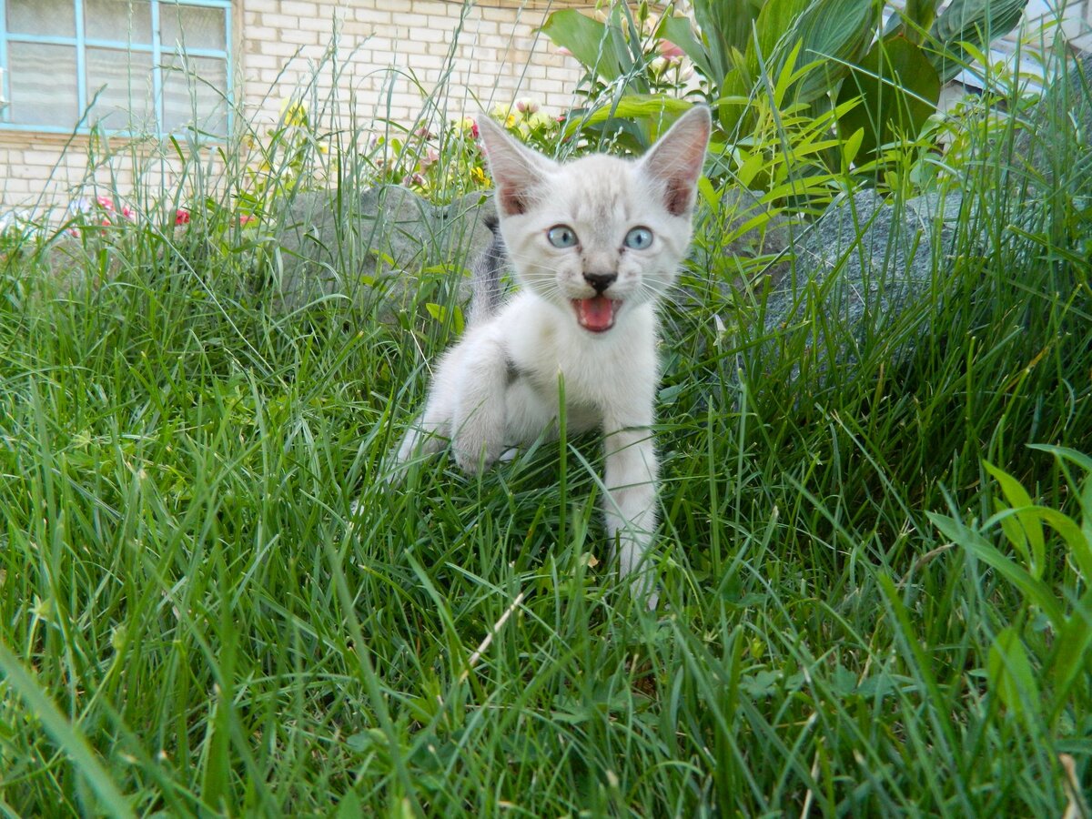 Это фотосессия бездомыша, чтобы найти ему семью