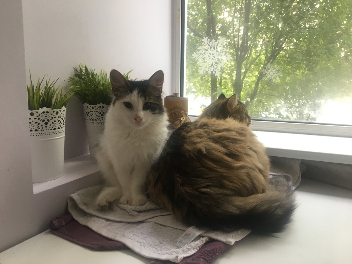 Котикам нужно окно.