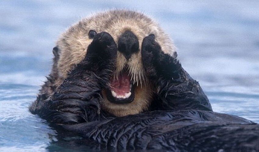 Фото: vestikavkaza.ru