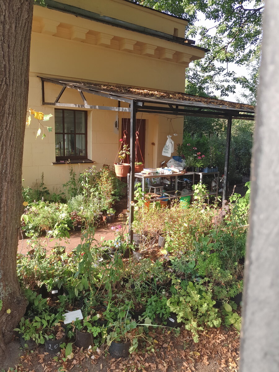 Сейчас, к осени некоторые растения выглядят не очень