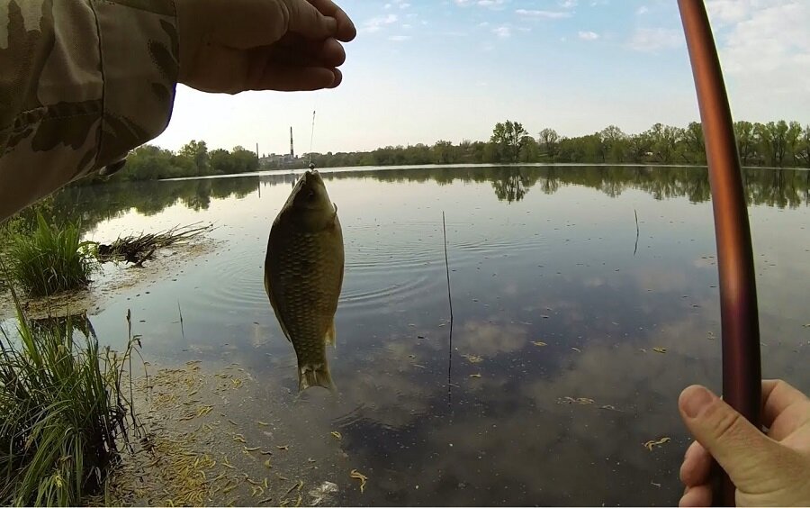 Хорошая рыба карась, особенно жареный в сметане